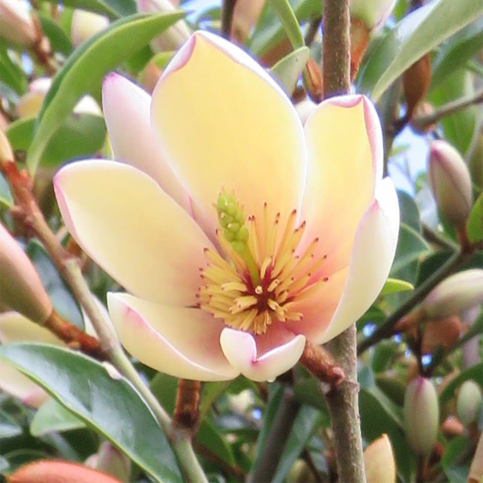 Magnolia hybrida 'Fairy Petite Peach' PBR - NEW