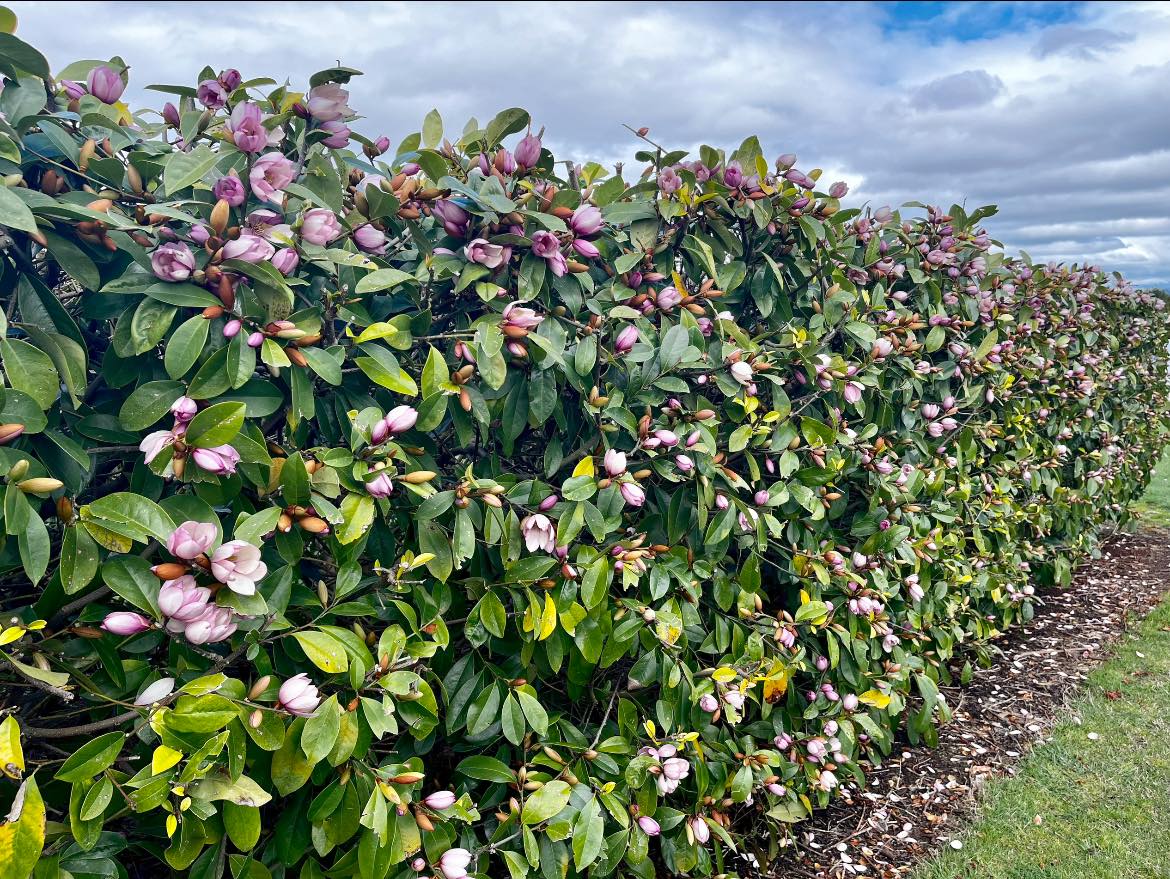 Magnolia hybrida 'Fairy Blush' - NEW
