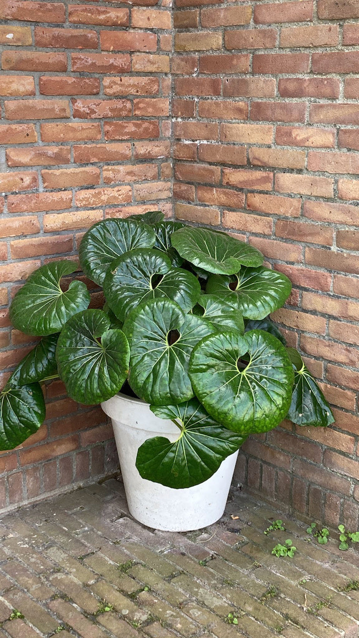 Farfugium japonica 'Giganteum'