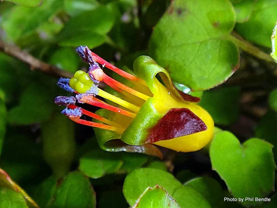 Fuchsia procumbens - NEW