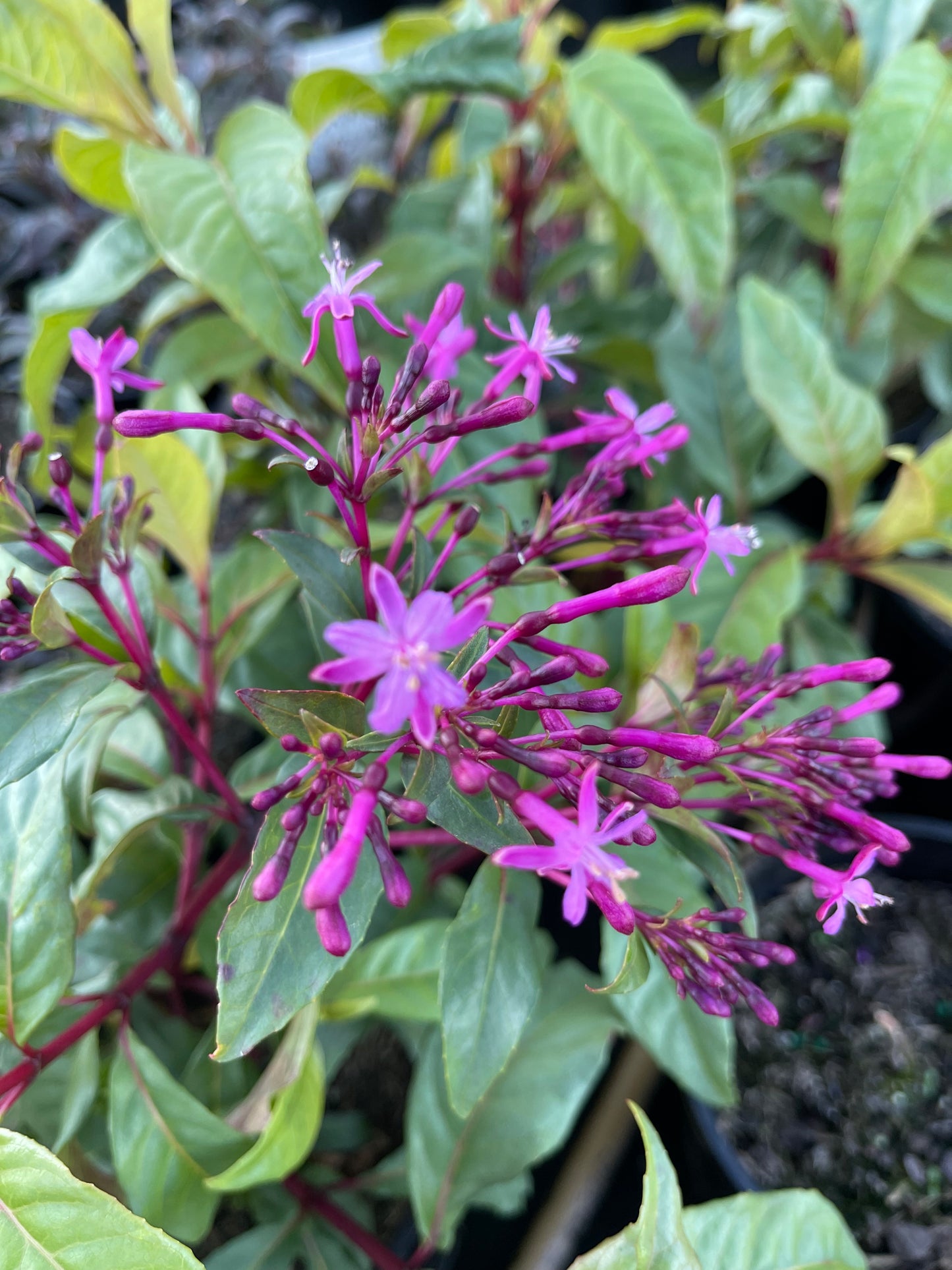 Fuchsia arborescens 'Tree Fuchsia' - NEW