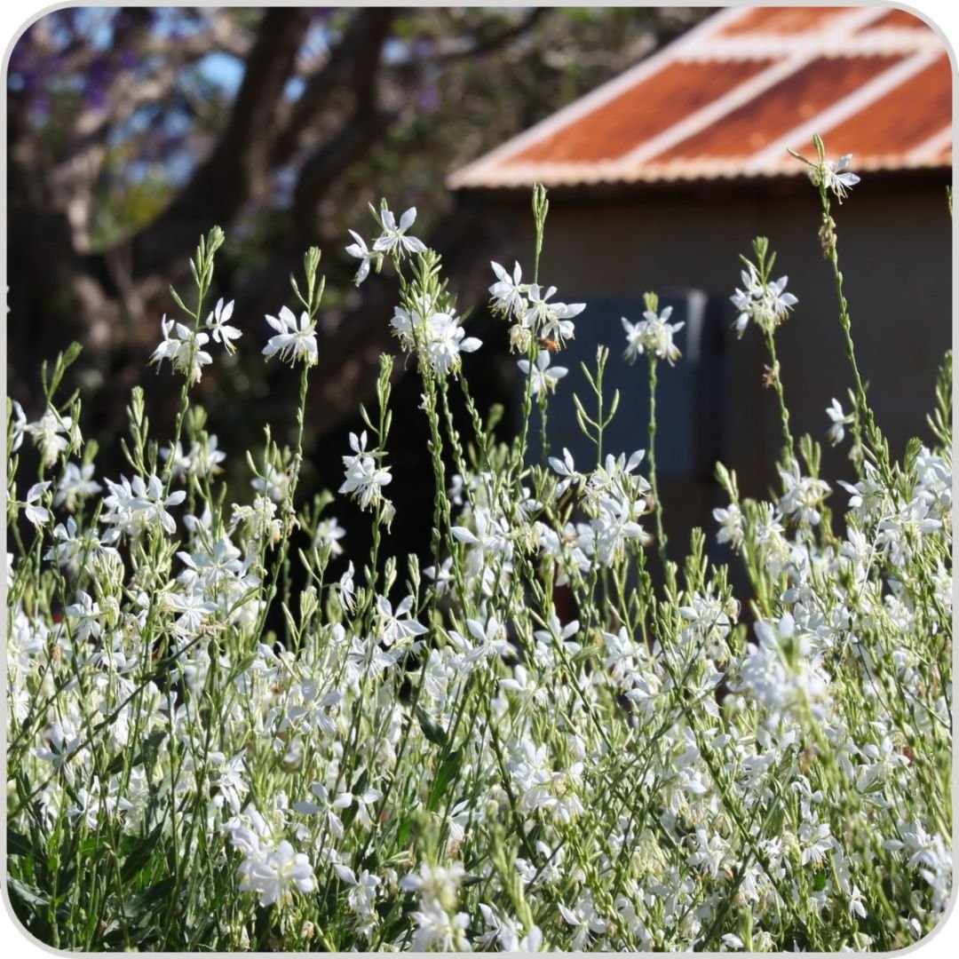 Gaura lindheimeri x coccinea 'Lillipop Soda Pop' - NEW