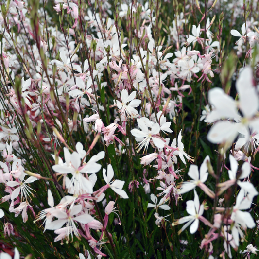 Gaura lindheimeri 'Belleza White' - NEW