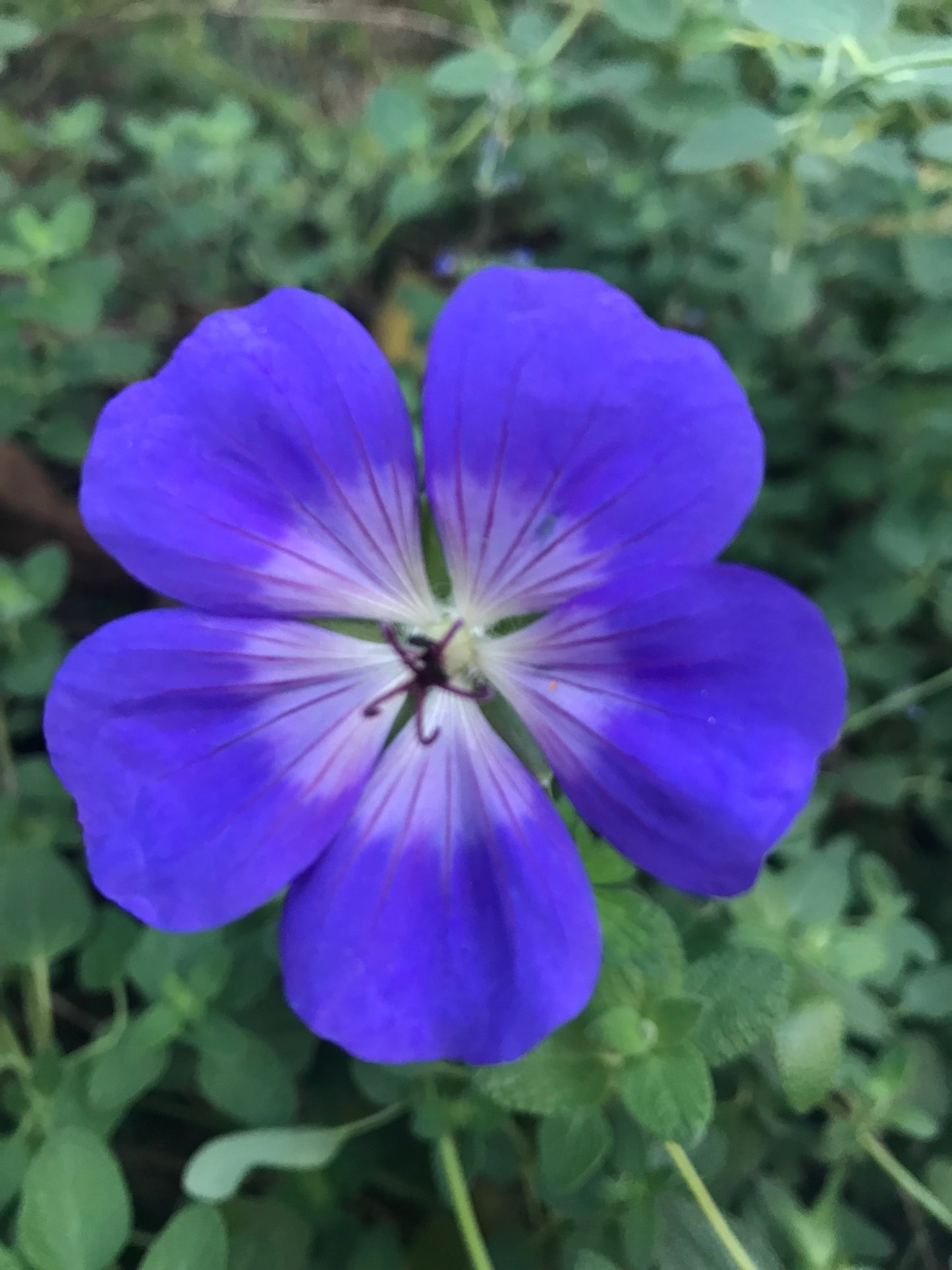Geranium hybrid x wallichianum Rozanne