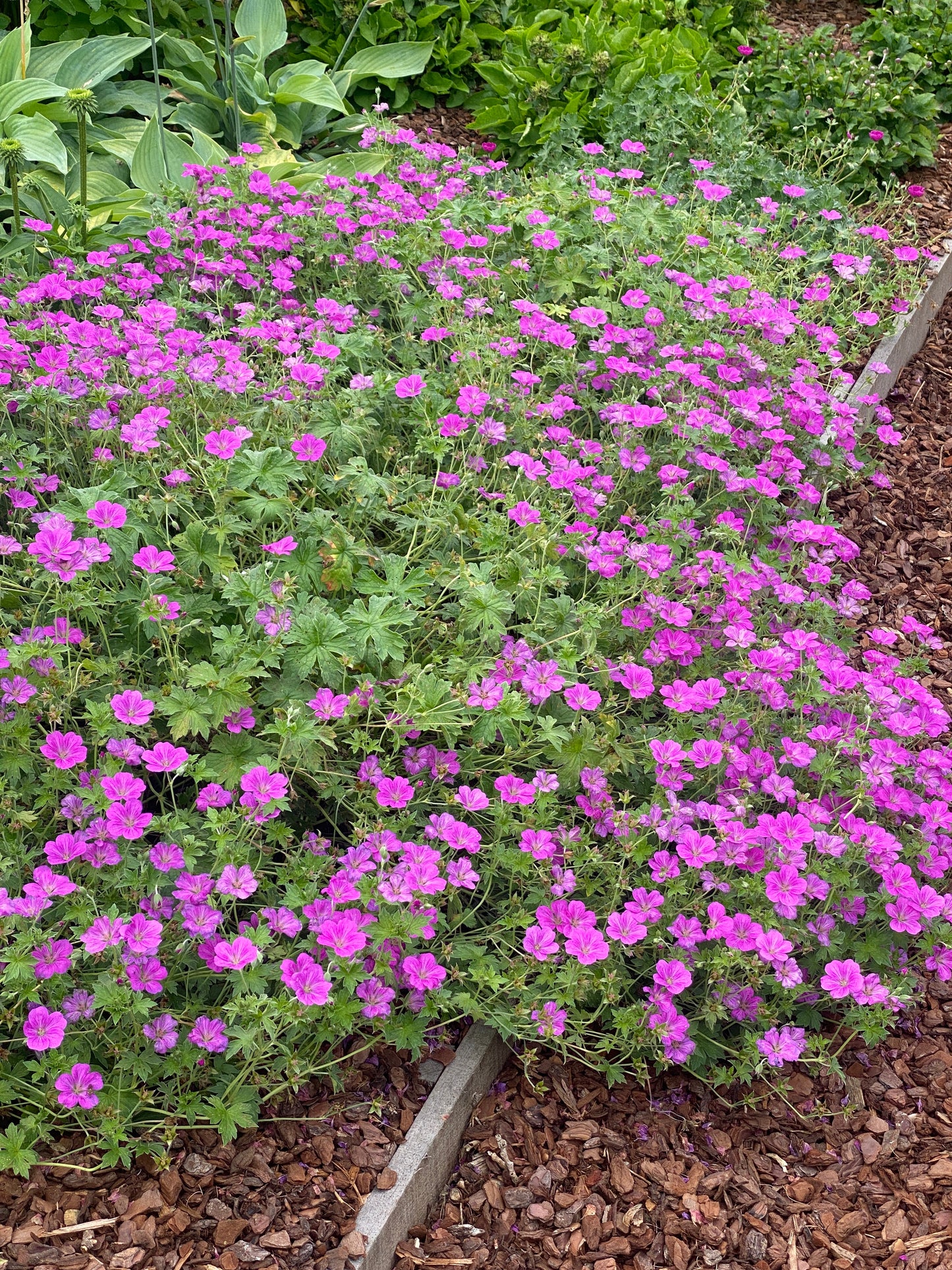 Geranium × riversleaianum 'Russell Prichard' - NEW