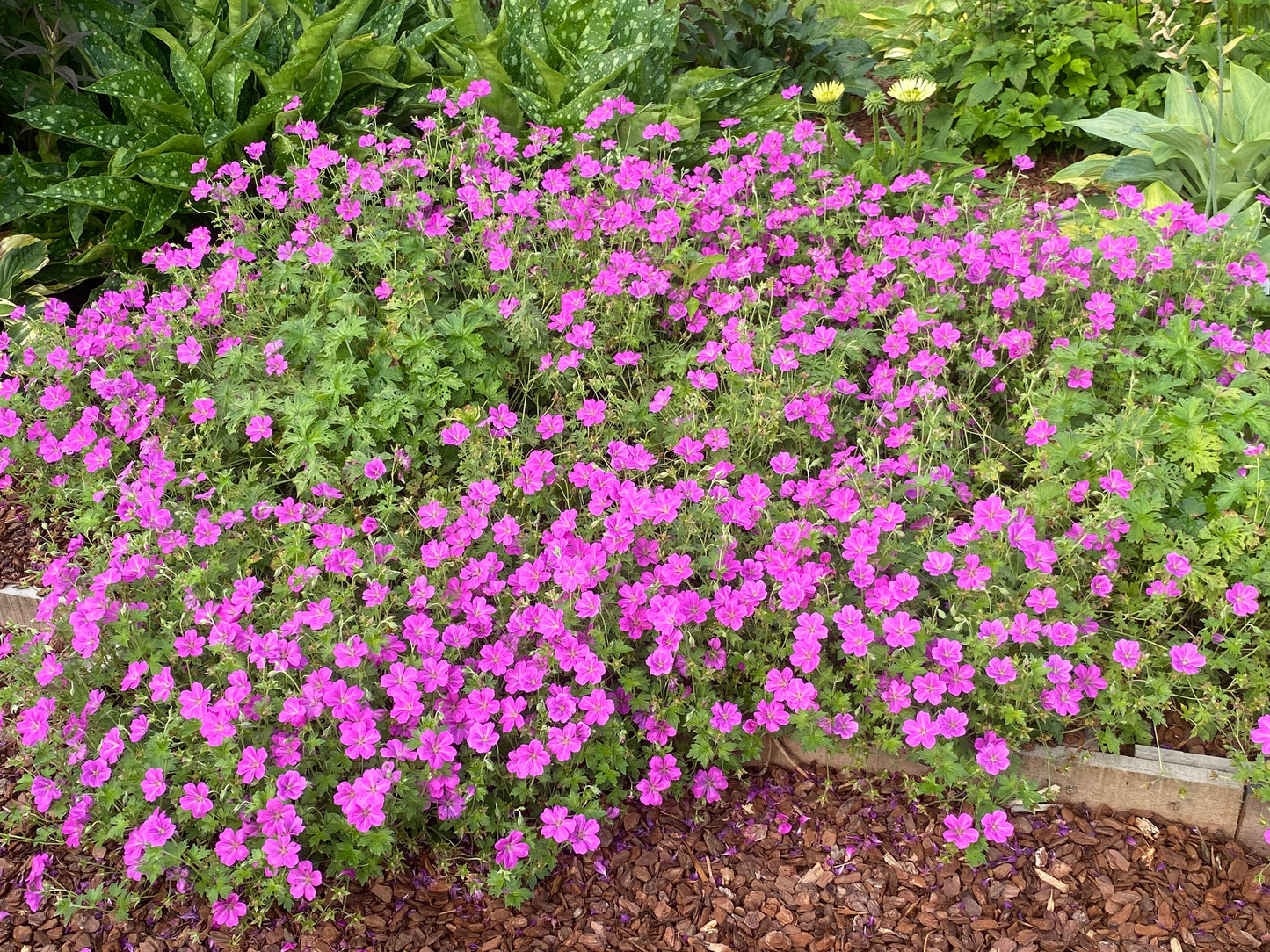 Geranium × riversleaianum 'Russell Prichard' - NEW