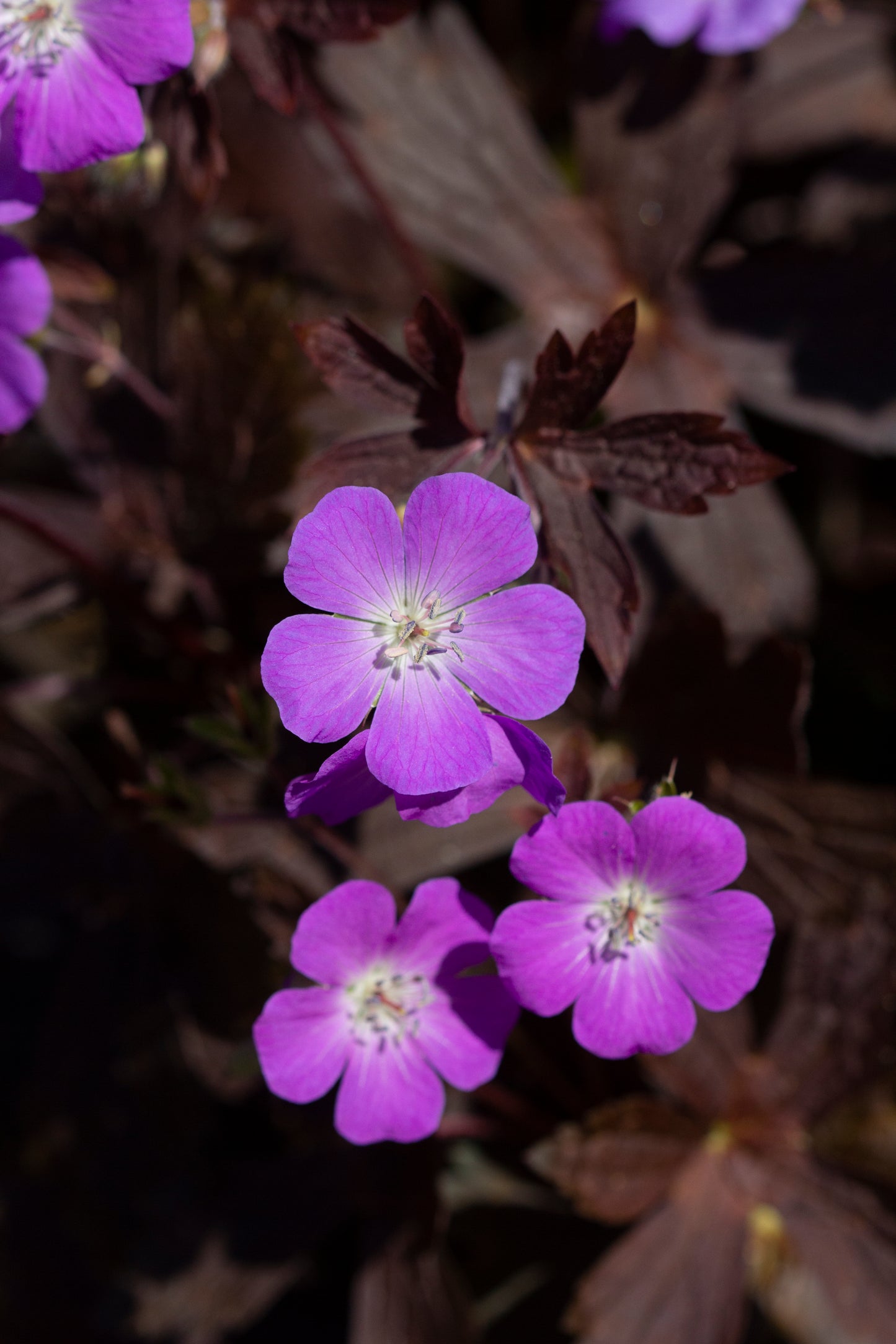 Geranium maculatum 'Stormy Night'