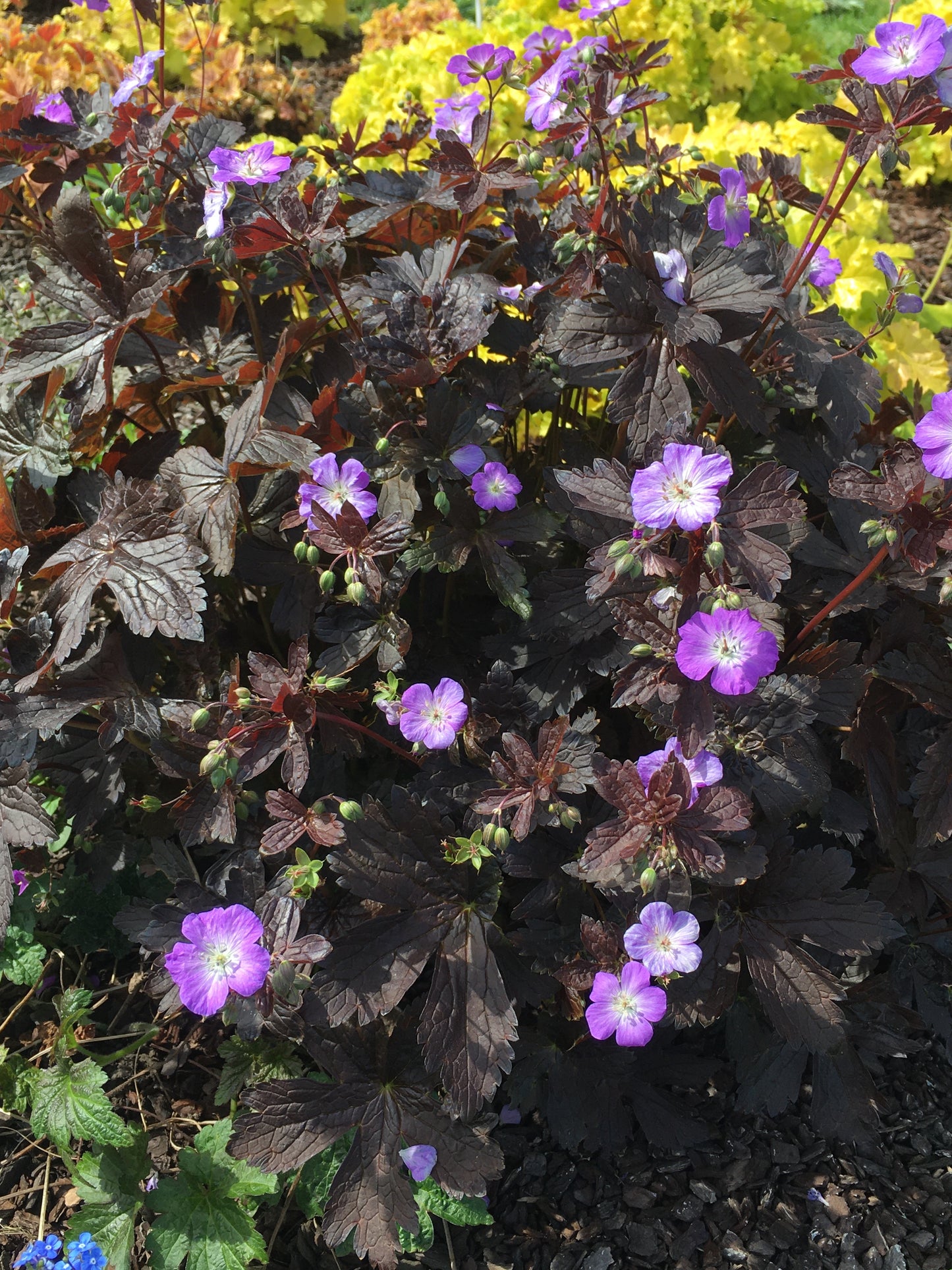 Geranium maculatum 'Stormy Night'