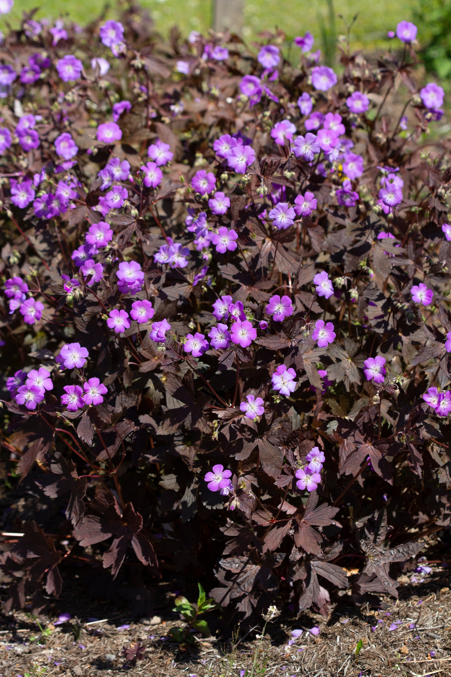 Geranium maculatum 'Stormy Night'