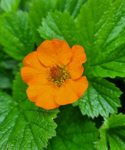 Geum coccineum 'Totally Tangerine'