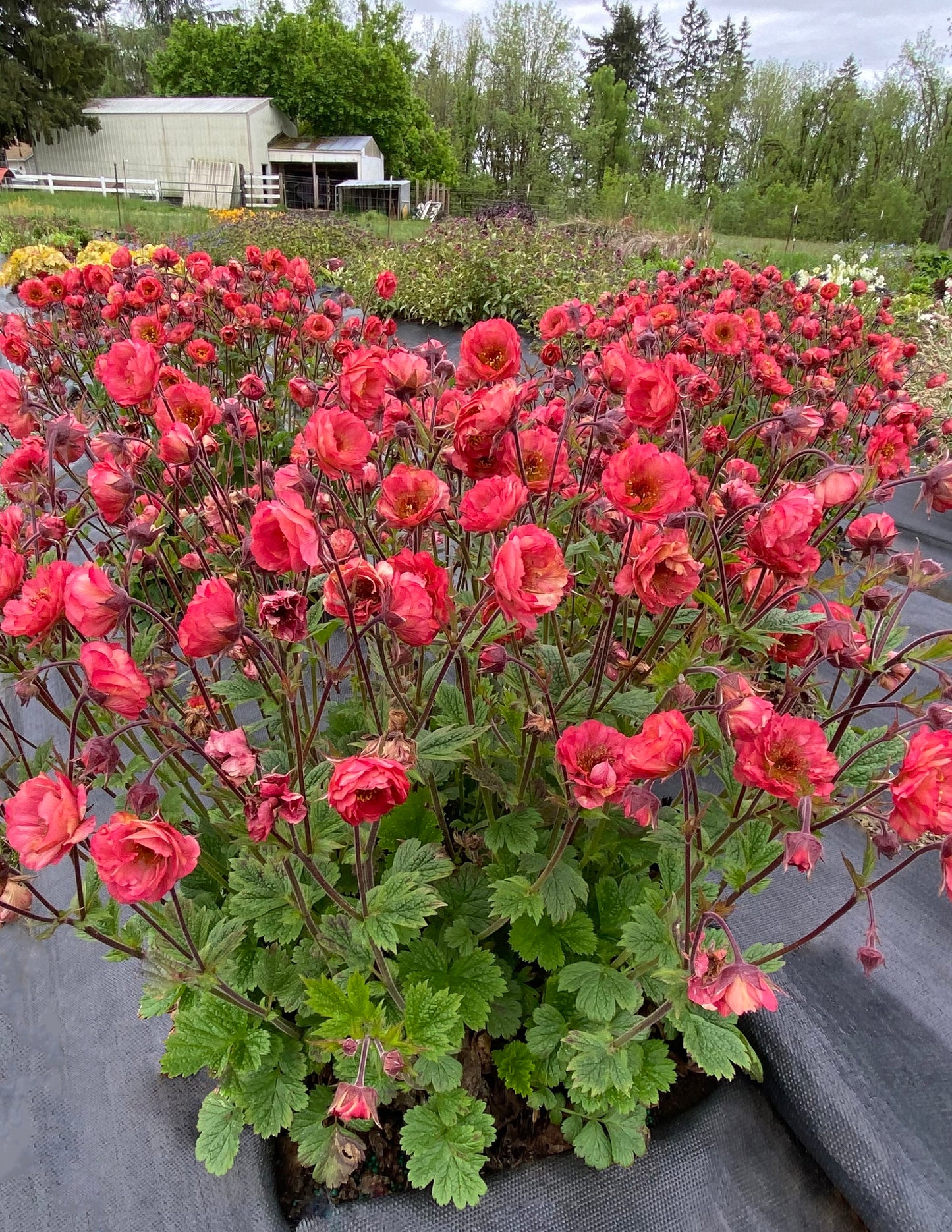 Geum coccineum 'Tempo Coral' - NEW