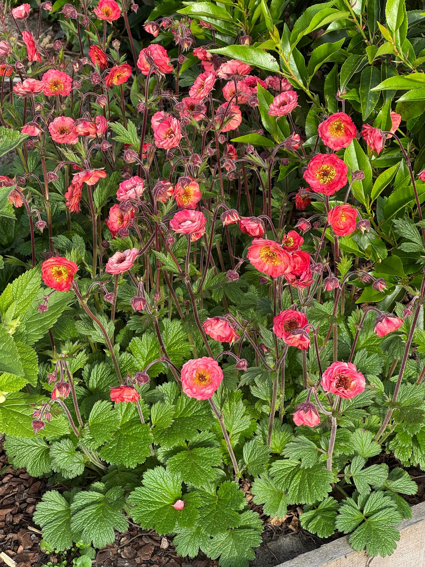Geum coccineum 'Tempo Coral' - NEW