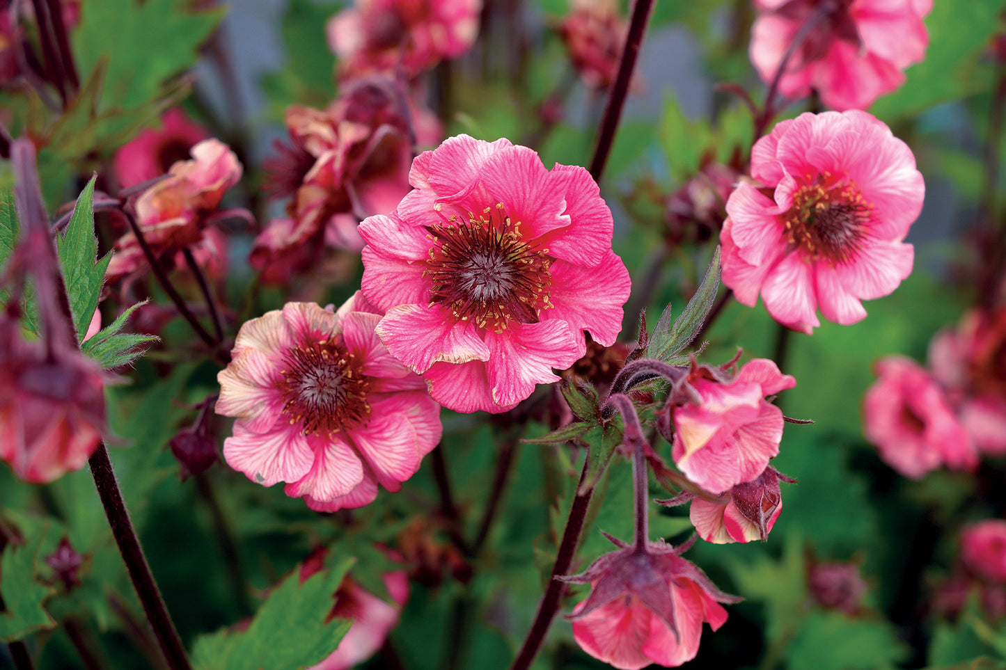Geum coccineum 'Tempo Rose' - NEW