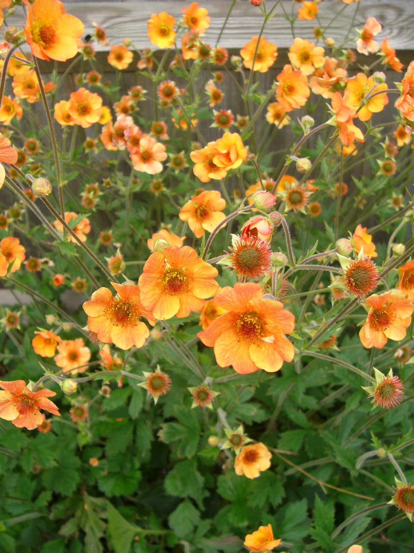 Geum coccineum 'Totally Tangerine'