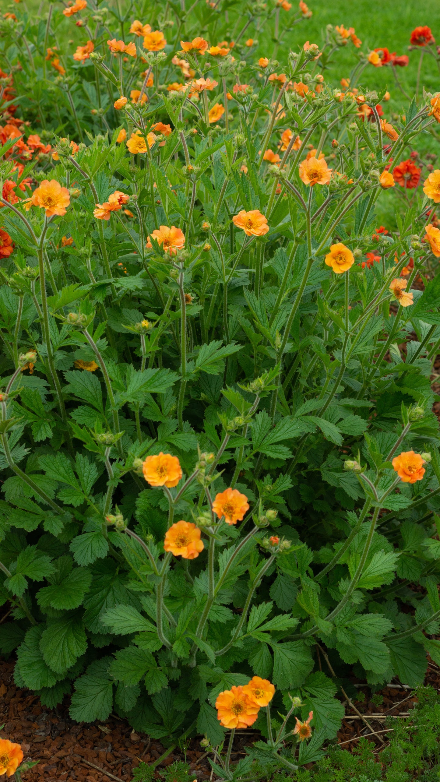Geum coccineum 'Totally Tangerine'