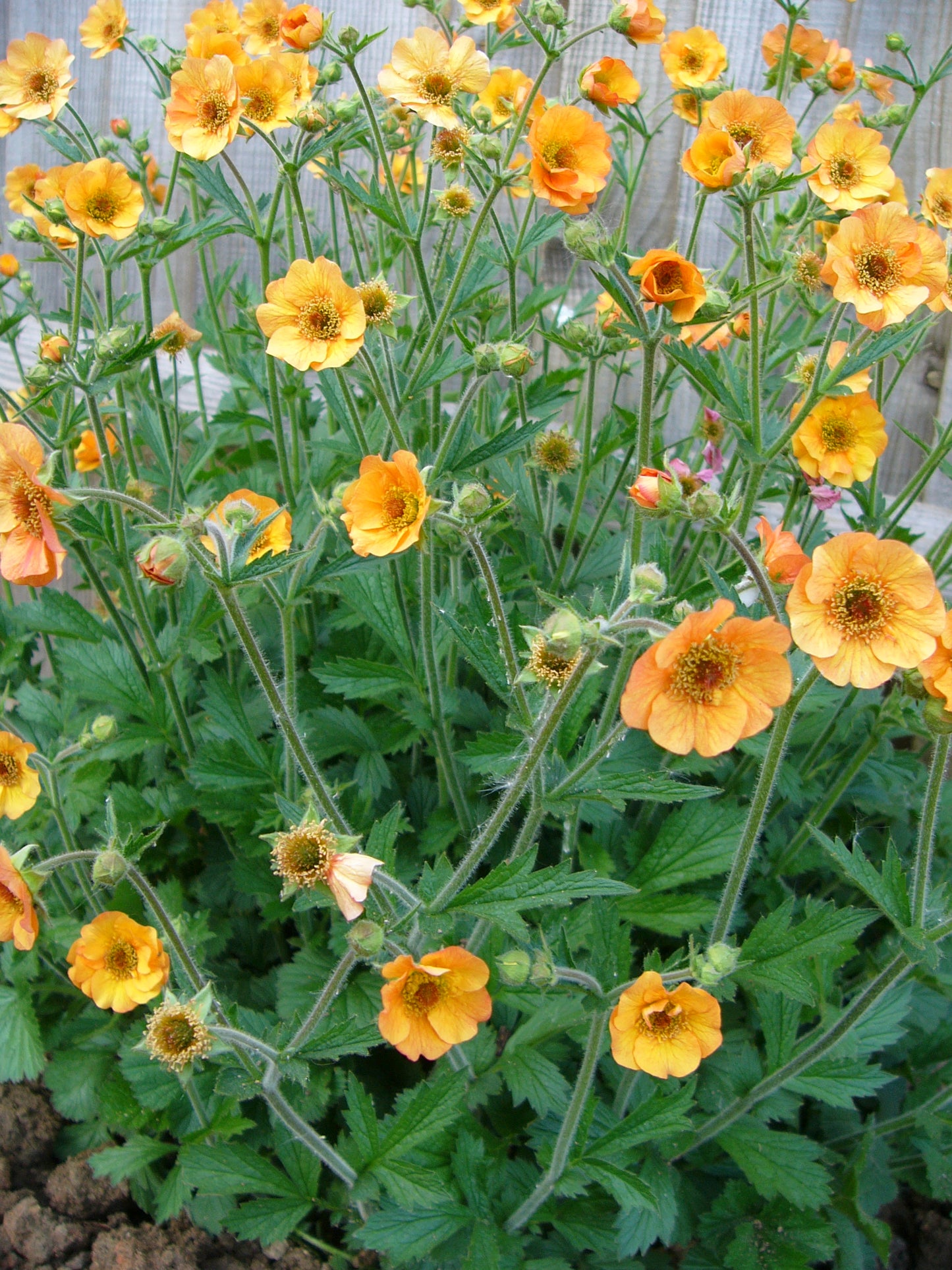 Geum coccineum 'Totally Tangerine'
