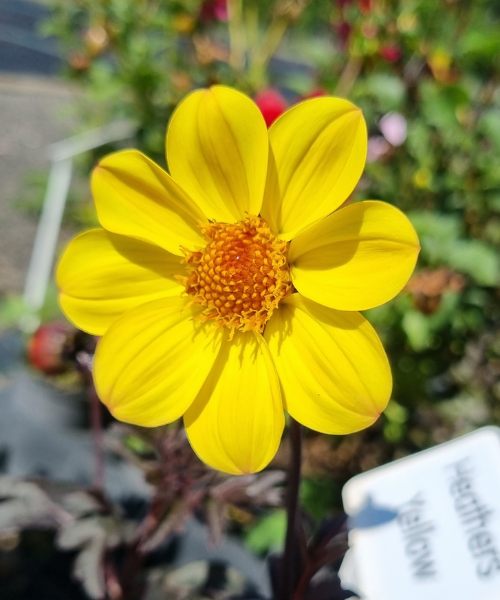 Dahlia variabilis 'Heathers Yellow' - NEW