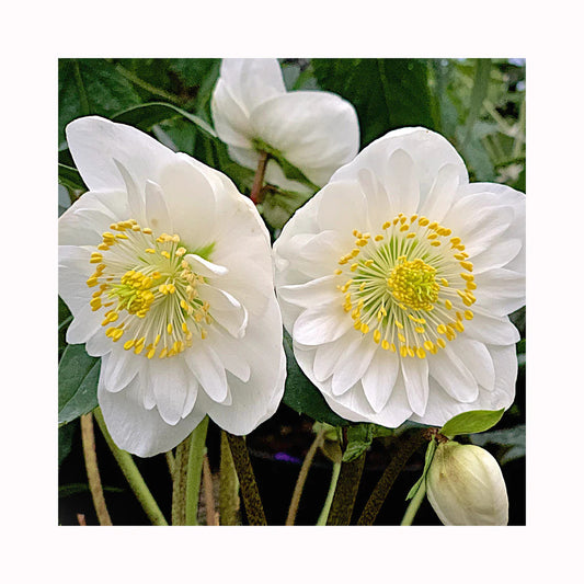 Helleborus niger 'Snowdrift' - NEW