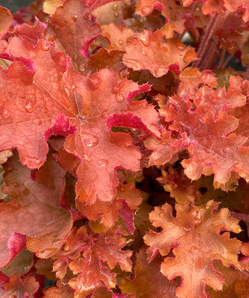 Heuchera sanguniea 'Gojiberry'