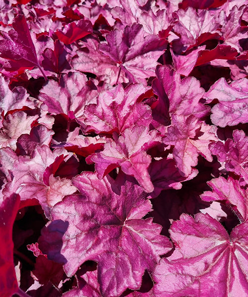 Heuchera americana x sanguniea 'Wild Rose' - NEW