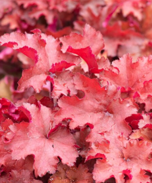 Heuchera sanguniea 'Cranberry' - NEW