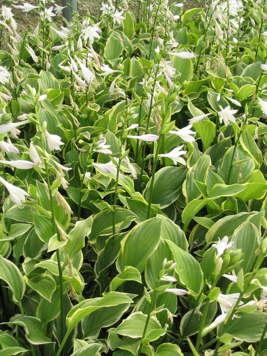 Hosta plantaginea 'So Sweet' - NEW