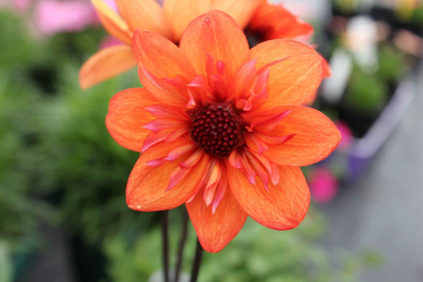 Dahlia variabilis 'Dream Seeker'