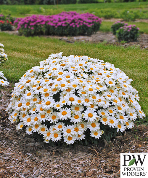 Leucanthemum Superbum 'Whoops-A-Daisy'