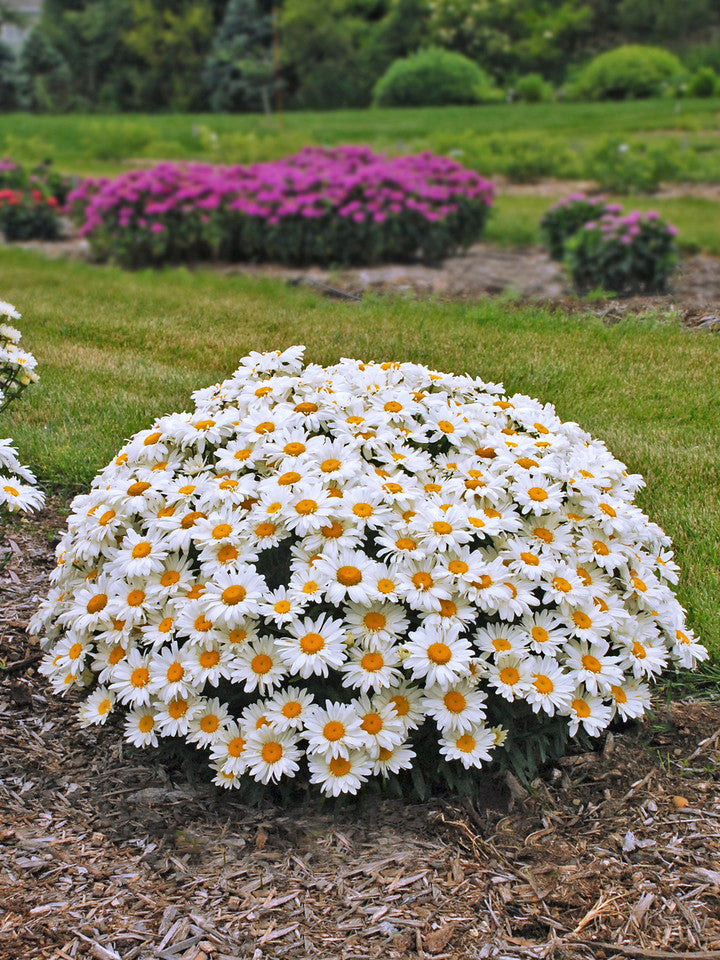 Leucanthemum Superbum 'Whoops-A-Daisy'