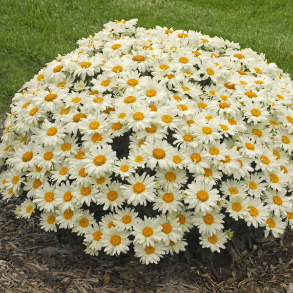 Leucanthemum Superbum 'Whoops-A-Daisy'