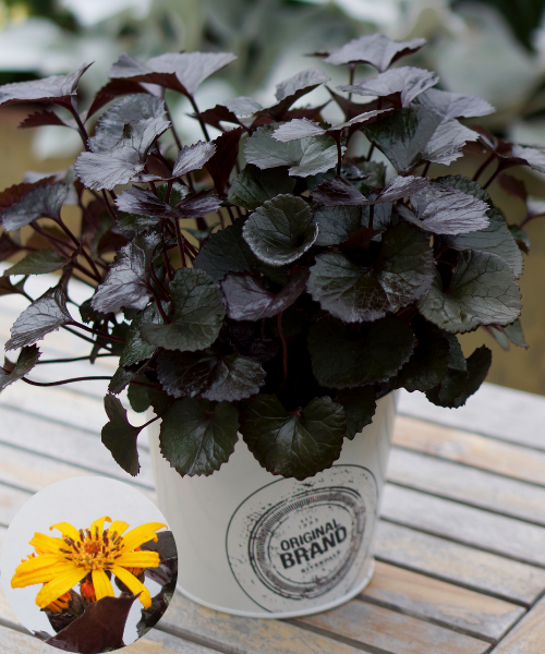 Ligularia dentata 'Pandora'