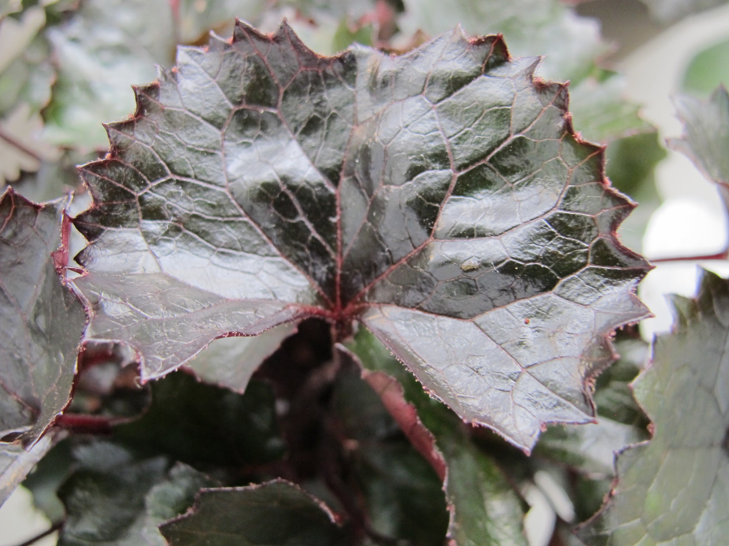 Ligularia dentata 'Pandora'