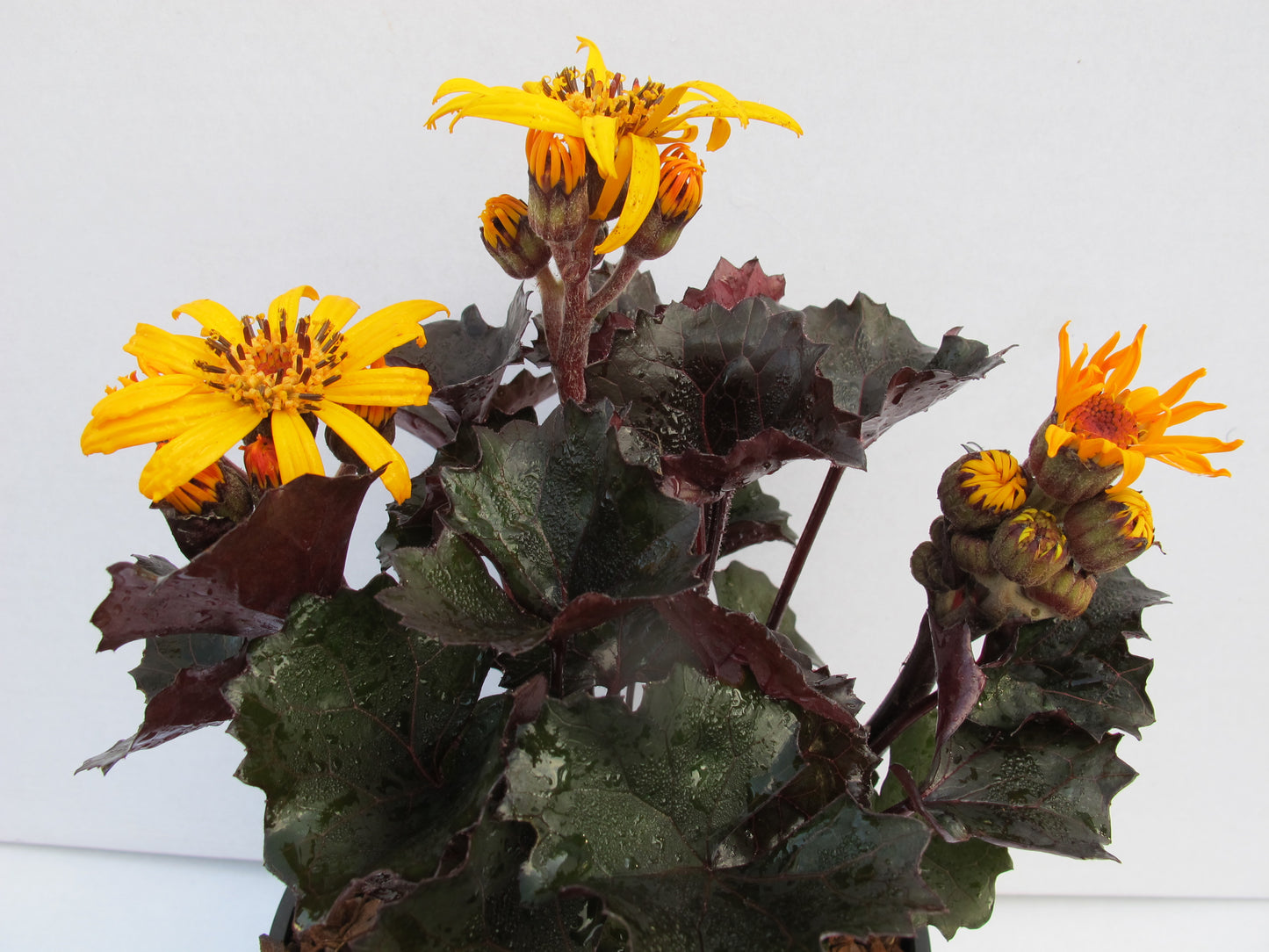 Ligularia dentata 'Pandora'