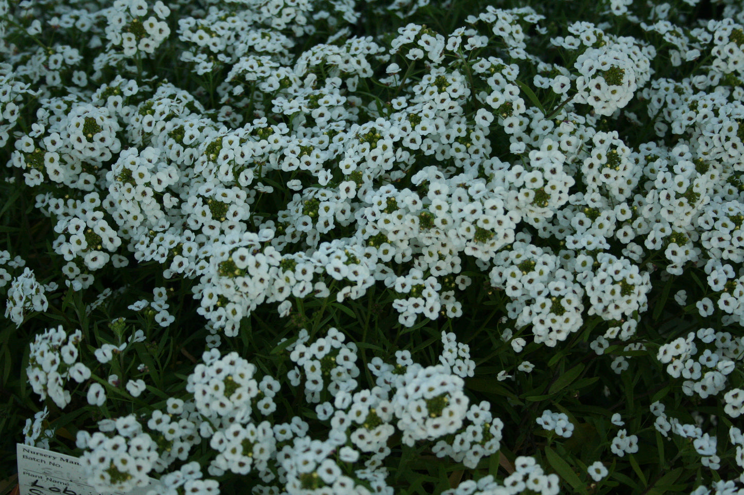 Lobularia hybrid x maritimum 'Snow Princess'