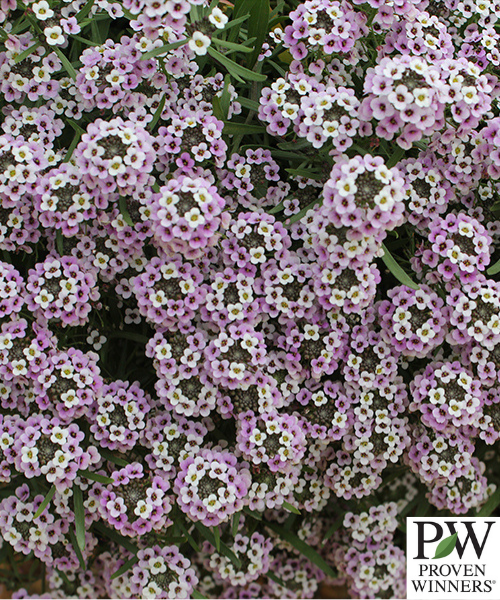 Lobularia hybrid x maritimum 'Blushing Princess'