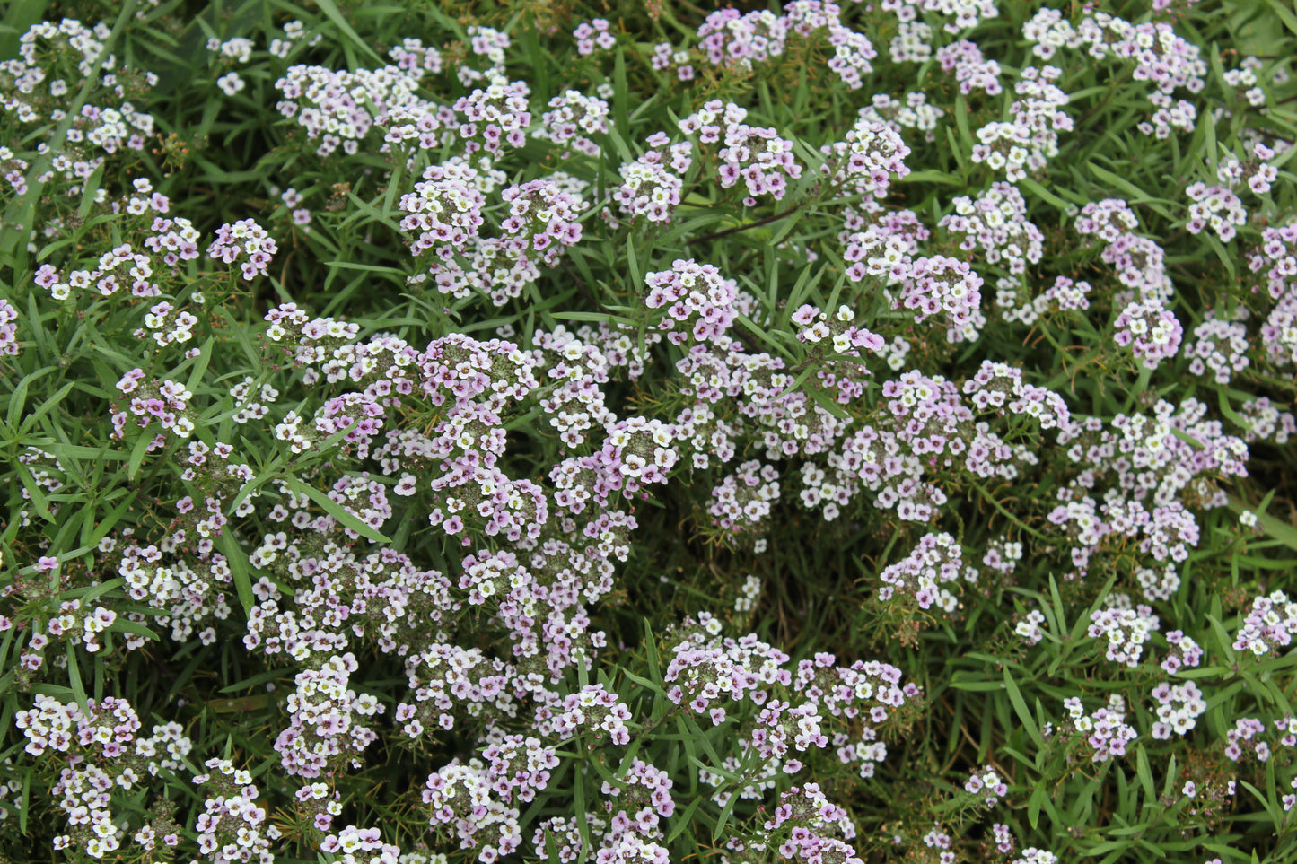 Lobularia hybrid x maritimum 'Blushing Princess'