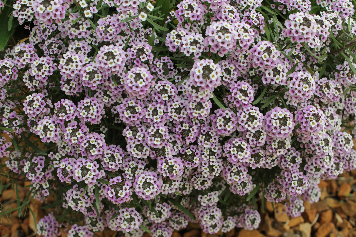 Lobularia hybrid x maritimum 'Blushing Princess'