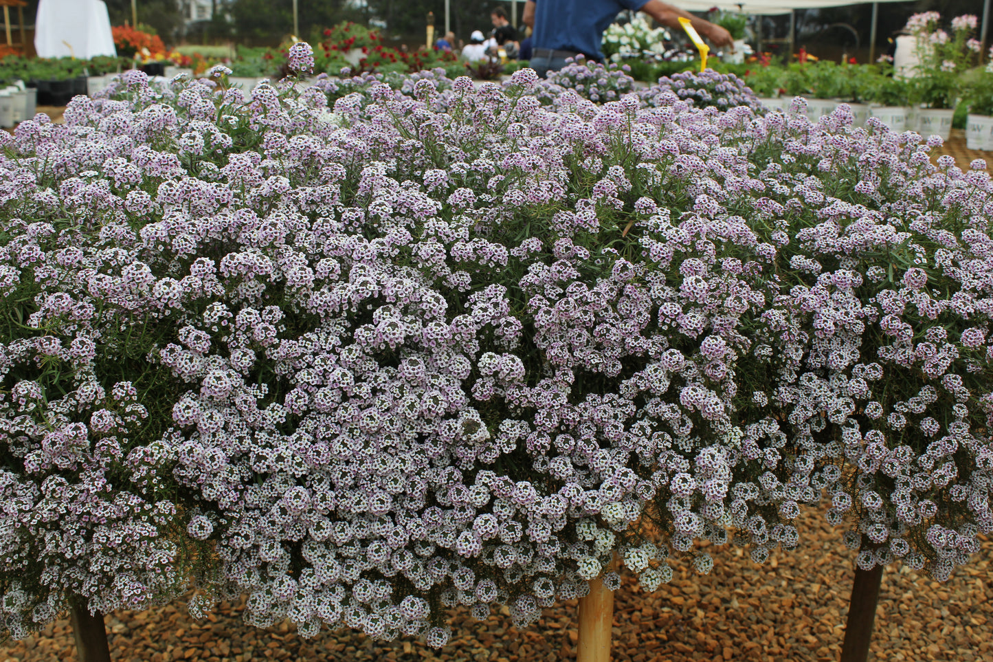 Lobularia hybrid x maritimum 'Blushing Princess'