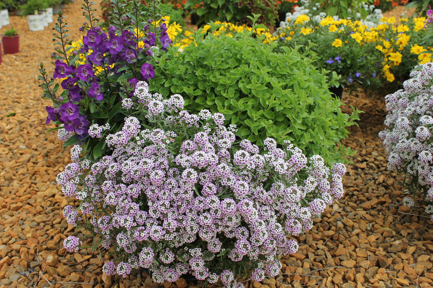 Lobularia hybrid x maritimum 'Blushing Princess'