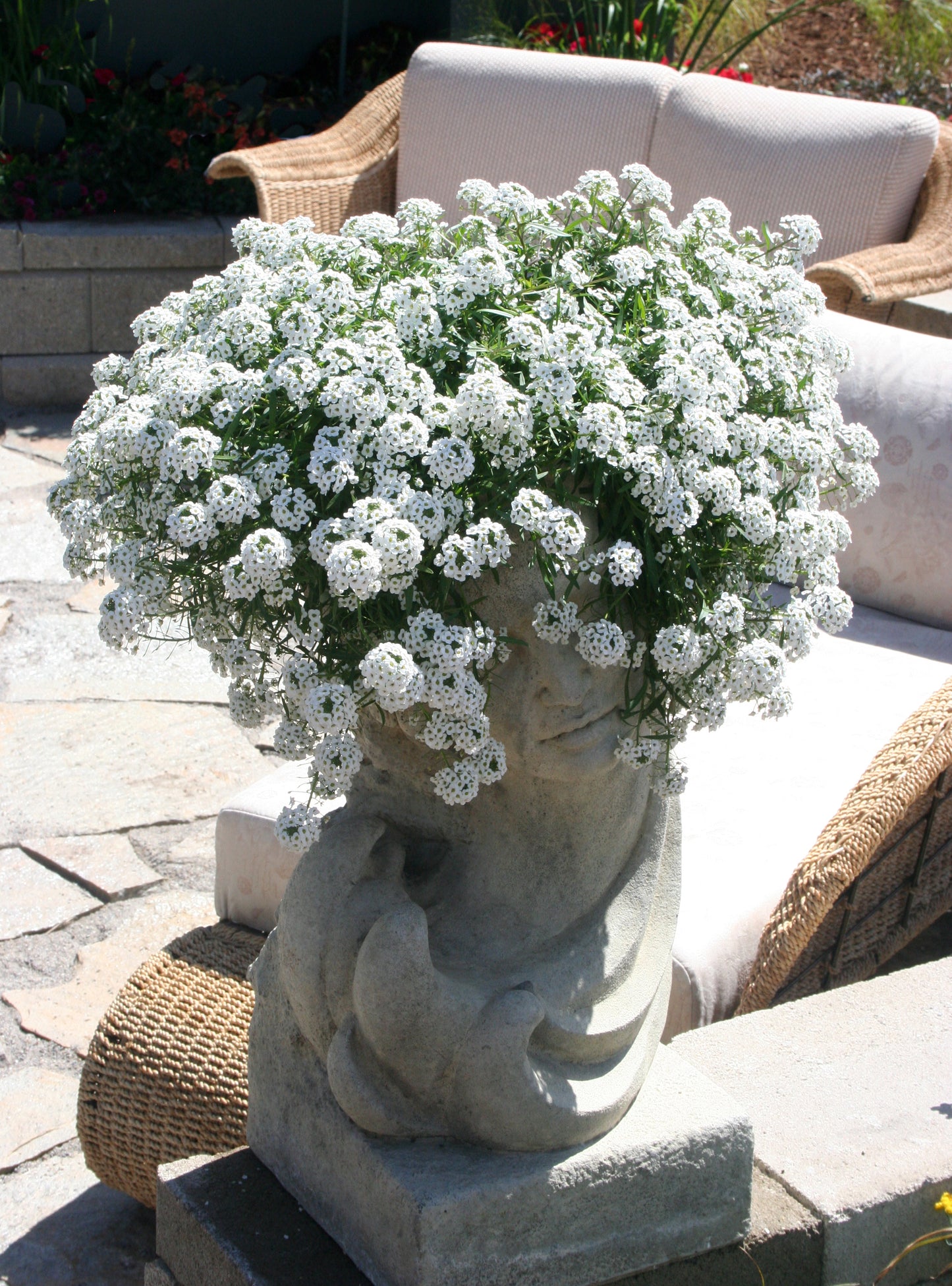 Lobularia hybrid x maritimum 'Snow Princess'