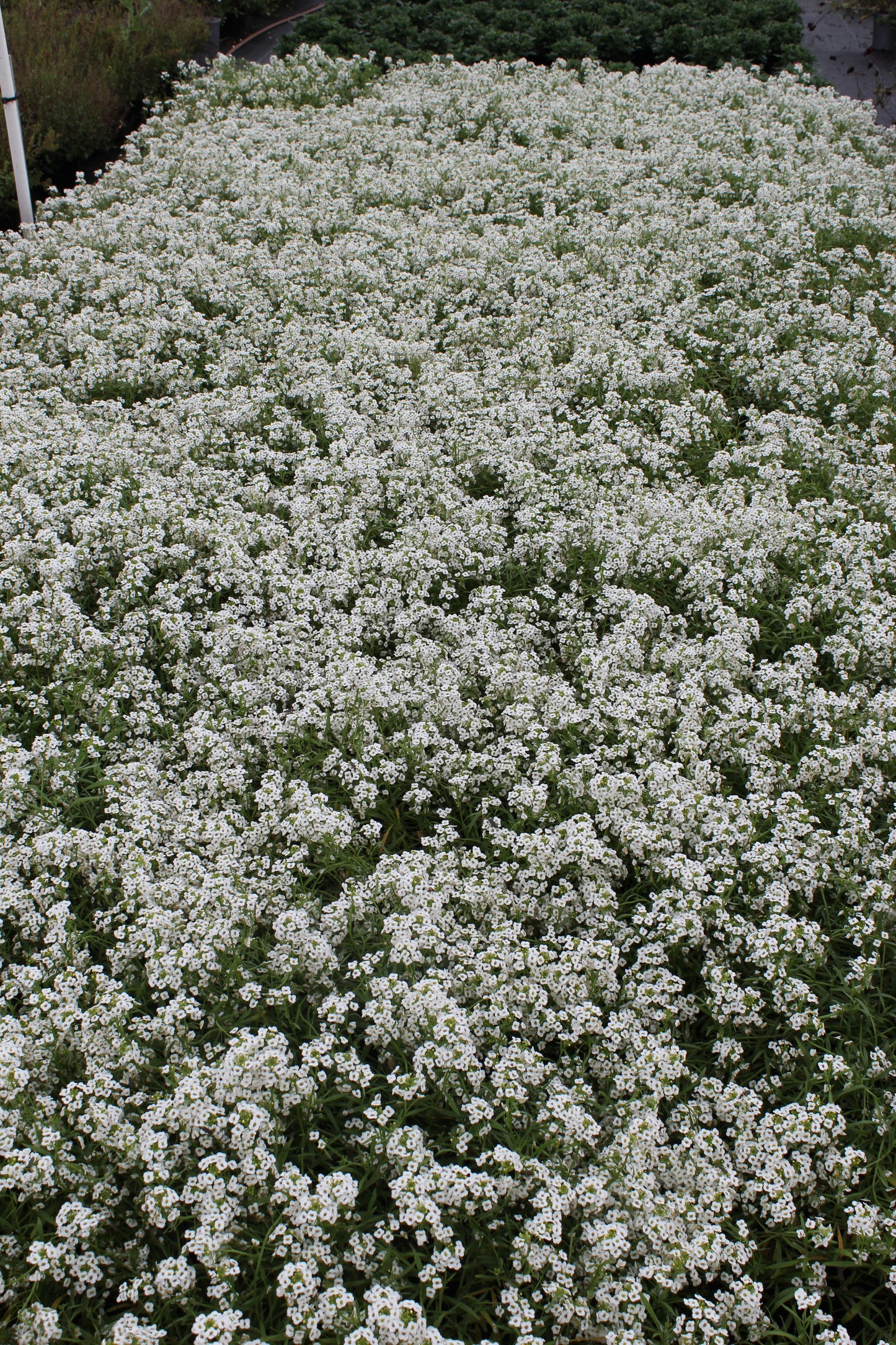 Lobularia hybrid x maritimum 'Snow Princess'