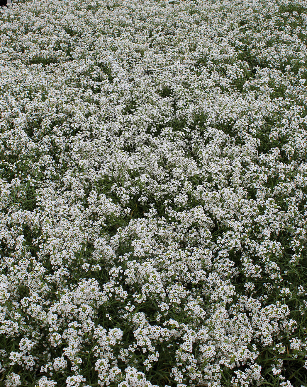 Lobularia hybrid x maritimum 'Snow Princess'