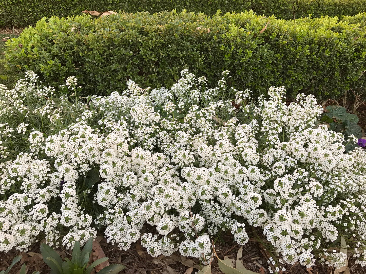 Lobularia hybrid x maritimum 'Snow Princess'