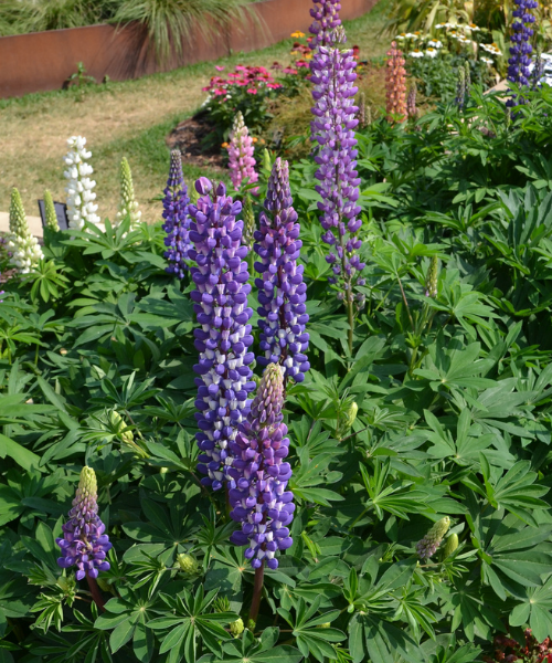 Lupins polyphyllus 'Dwarf Mix Colours' - NEW