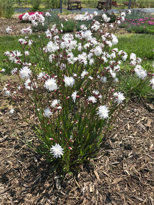 Lychnis flos cuculi 'Petite Henri'