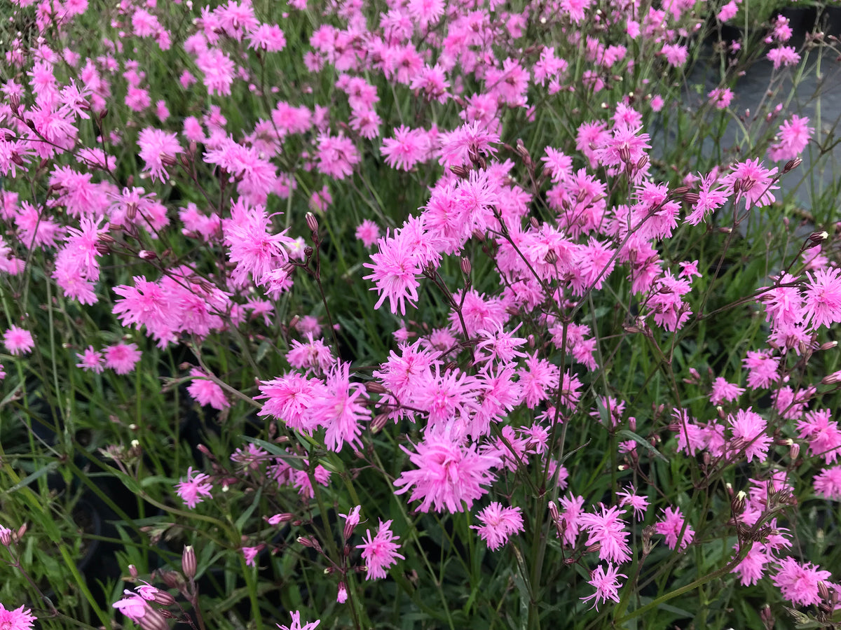 Lychnis flos cuculi 'Petite Jenny'