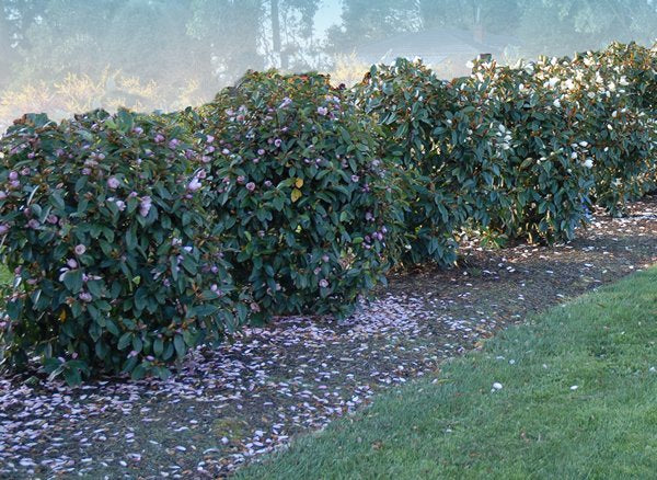 Magnolia hybrida 'Fairy Blush' - NEW