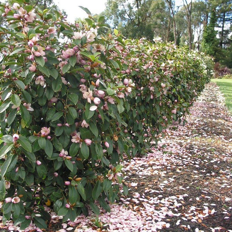 Magnolia hybrida 'Fairy Blush' - NEW