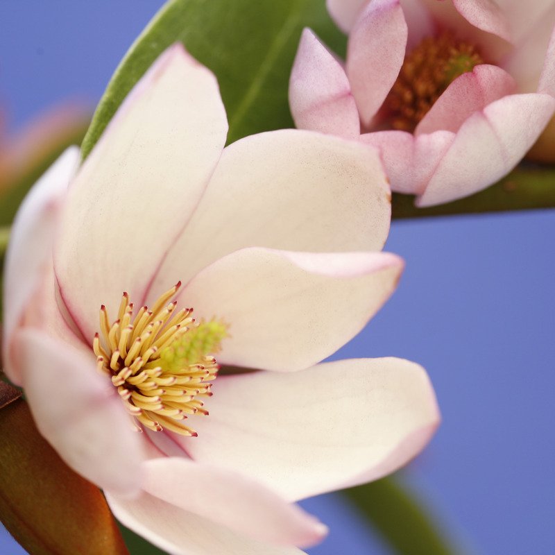 Magnolia hybrida 'Fairy Blush' - NEW