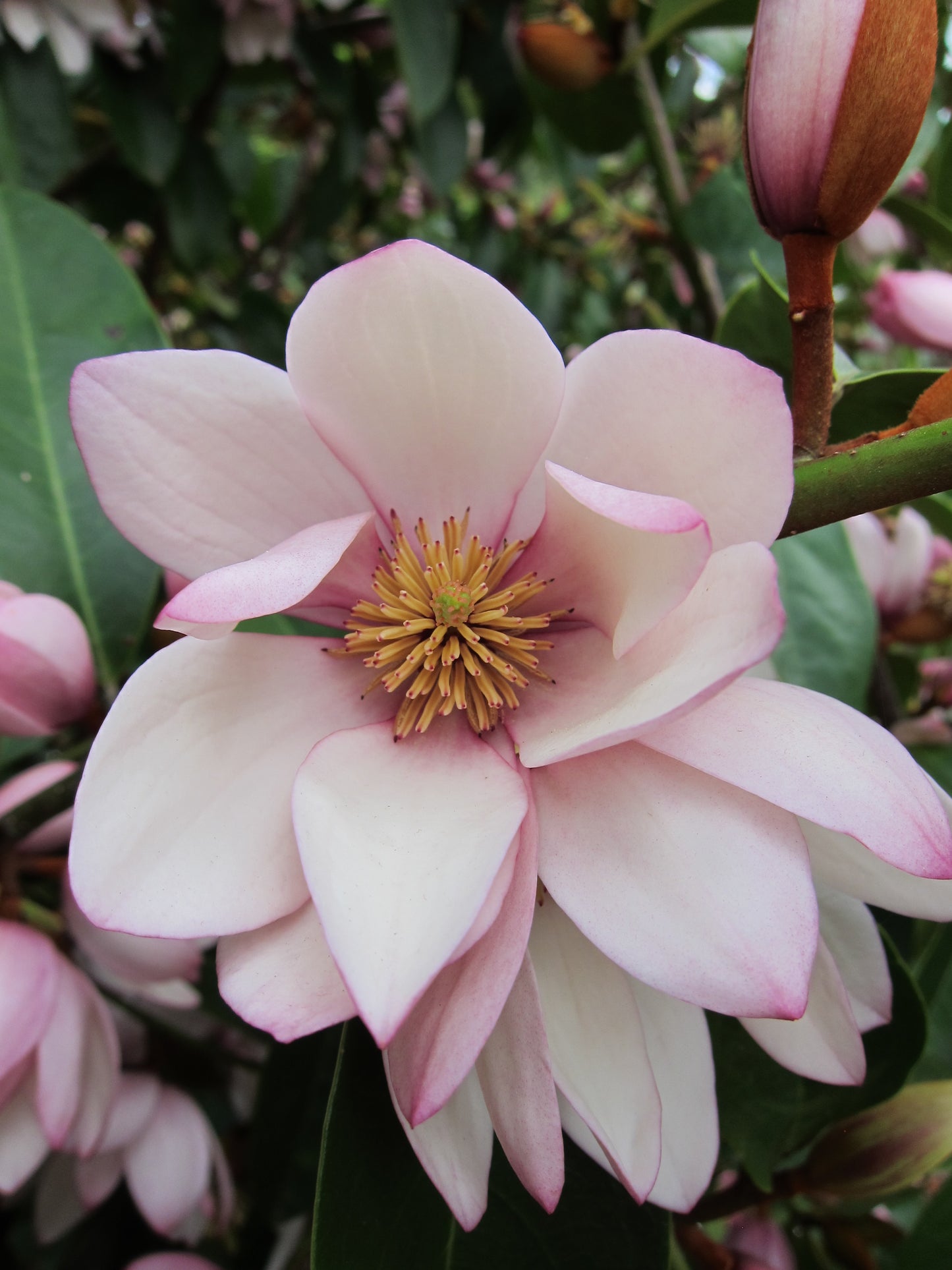 Magnolia hybrida 'Fairy Blush' - NEW